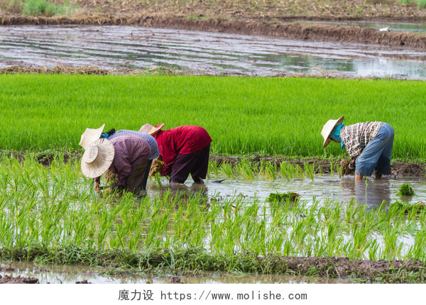 农民在稻田插秧农民辛苦劳作传统二十四节气24节气谷雨二十四节气24节气小满